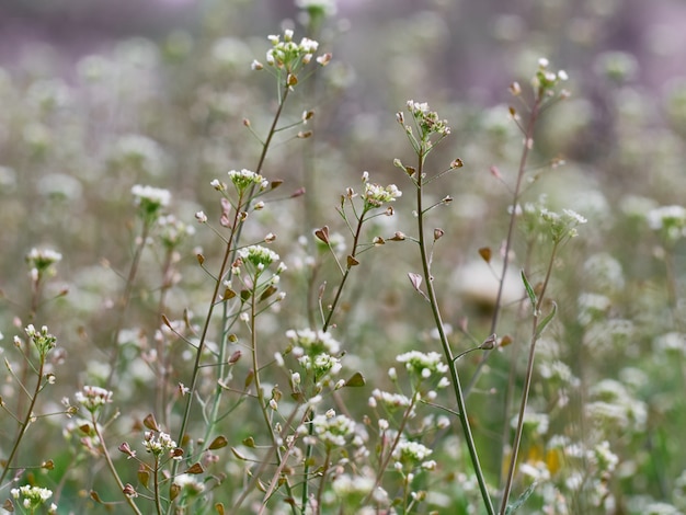 Sfondo fiore.