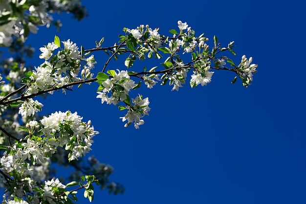 sfondo fiori primaverili albero di mela