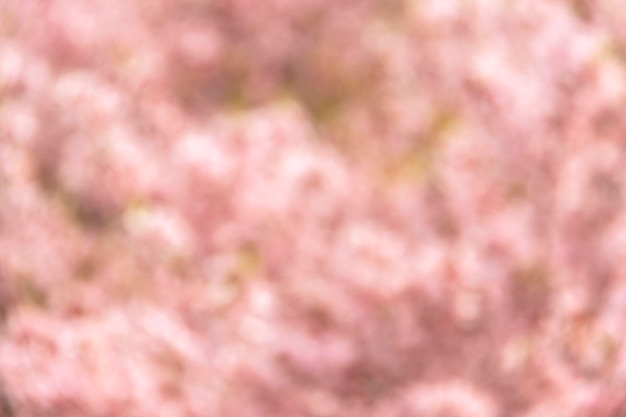 Sfondo fiori sfocato Banner orizzontale bokeh natura De sfondo astratto paesaggio focalizzato