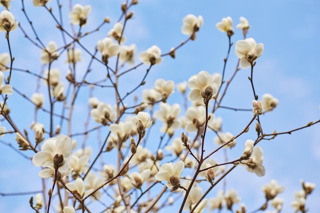 Sfondo fiorito di magnolia bianca Sfondo botanico