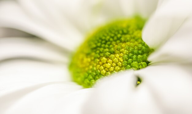 Sfondo floreale astratto crisantemo bianco petali di fiori macro sfondo fiori per le vacanze