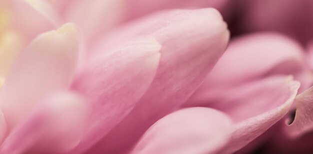 Sfondo floreale astratto fiore di crisantemo rosa Sfondo di fiori macro per il design del marchio per le vacanze