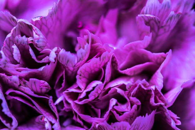 Sfondo floreale astratto petali di fiori di garofano viola Sfondo di fiori macro per il design delle vacanze