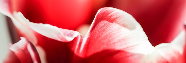 Sfondo floreale astratto petali di fiori di tulipano rosso Sfondo di fiori macro per il design del marchio vacanza