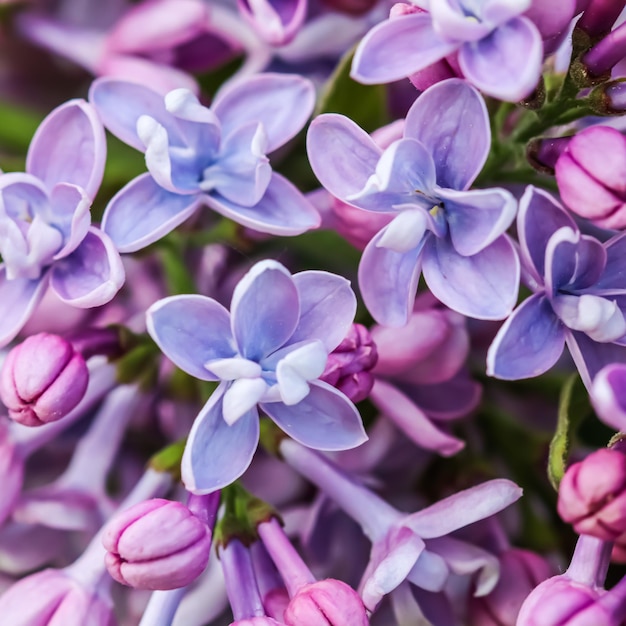 Sfondo floreale astratto, ramo fiorito, petali di fiori lilla in spugna viola. Sfondo di fiori macro per il design del marchio per le vacanze. Focalizzazione morbida