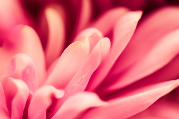 Sfondo floreale astratto sfondo rosa fiore di crisantemo macro fiori sullo sfondo per il design del marchio di vacanza