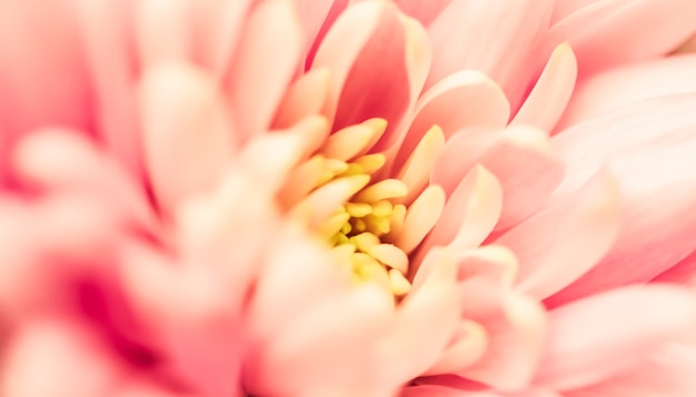 Sfondo floreale astratto sfondo rosa fiore di crisantemo macro fiori sullo sfondo per il design del marchio di vacanza