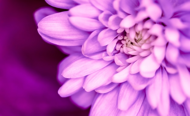 Sfondo floreale astratto viola crisantemo fiore macro fiori sullo sfondo per le vacanze brand