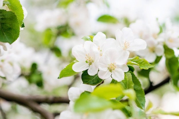 Sfondo floreale Bellissimi fiori di mela su un albero in primavera Messa a fuoco selettiva morbida