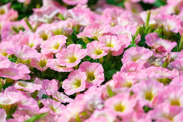 Sfondo floreale, cespugli di petunia colorati in fiore su un letto di fiori, giornata di sole