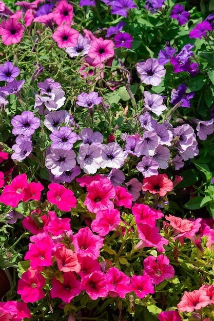 Sfondo floreale, cespugli di petunia colorati in fiore su un letto di fiori, giornata di sole