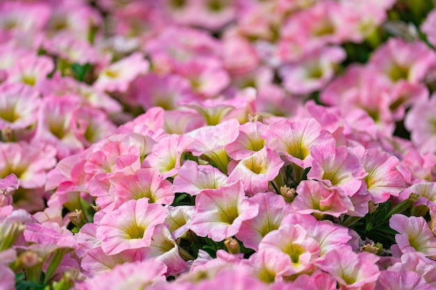 Sfondo floreale, cespugli di petunia colorati in fiore su un letto di fiori, giornata di sole