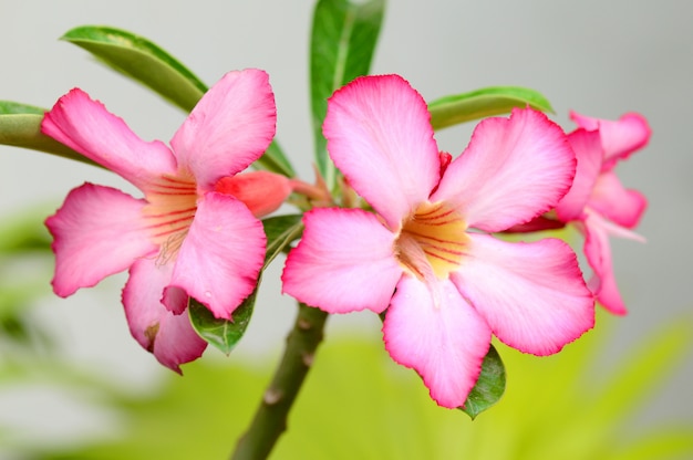 Sfondo floreale. Chiuda in su del fiore tropicale Adenium di colore rosa. Rosa del deserto su fondo verde.