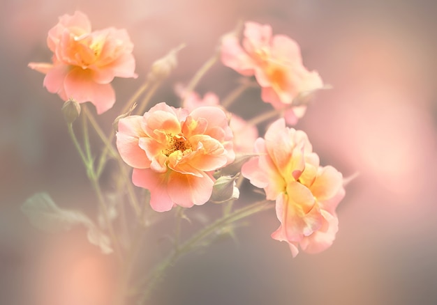 Sfondo floreale con fiori di rosa selvatica effetto luce soffusa