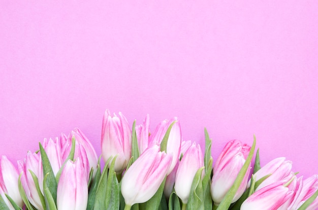 Sfondo floreale con fiori di tulipani. Vista piana, vista dall&#39;alto. Bella cartolina d&#39;auguri con tulipani per la festa della mamma, matrimonio o evento felice