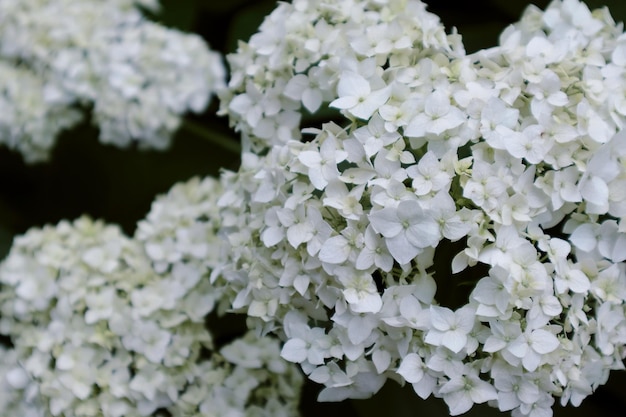 Sfondo floreale con fioritura bianca di Hydrangea Paniculata fuoco selettivo