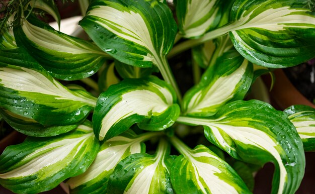 Sfondo floreale con foglie verdi