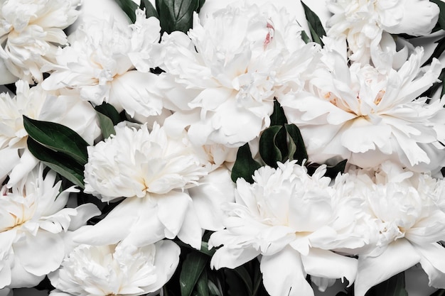 Sfondo floreale di bellissimi fiori di peonie bianche