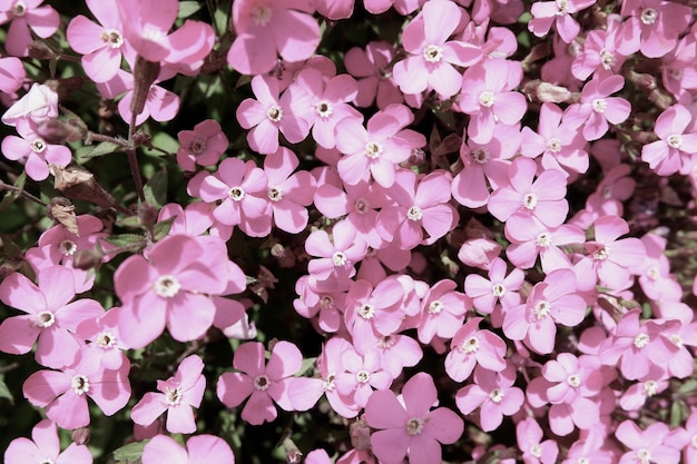 Sfondo floreale di colore rosa nostalgico Viscaria occulata che cresce all'esterno nel giardino