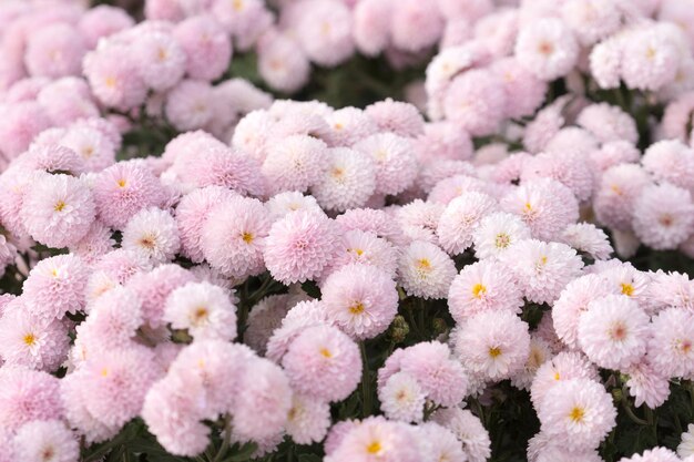 sfondo floreale di delicati crisantemi rosa su