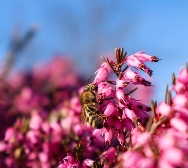 Sfondo floreale di fiori rosa, cielo blu e un'ape che lavora in un giardino primaverile