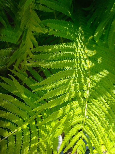 Sfondo floreale di foglie di felce verde