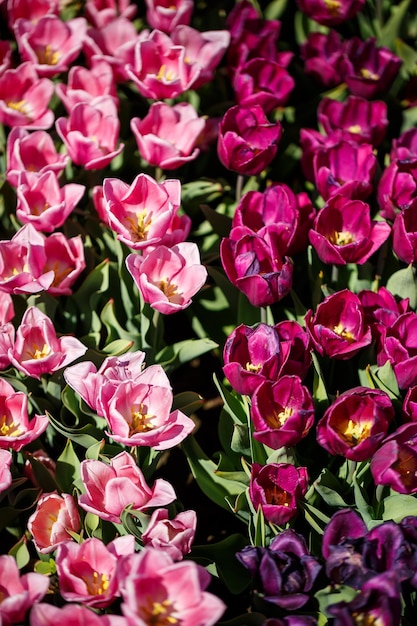 Sfondo floreale di primavera. Il simbolo dei Paesi Bassi. tulipani in giardino. Magico paesaggio primaverile con un fiore. Incredibile campo di tulipani in Olanda. tulipani in primavera.