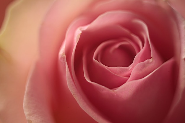 Sfondo floreale di rose in fiore rosa tenera, foto macro