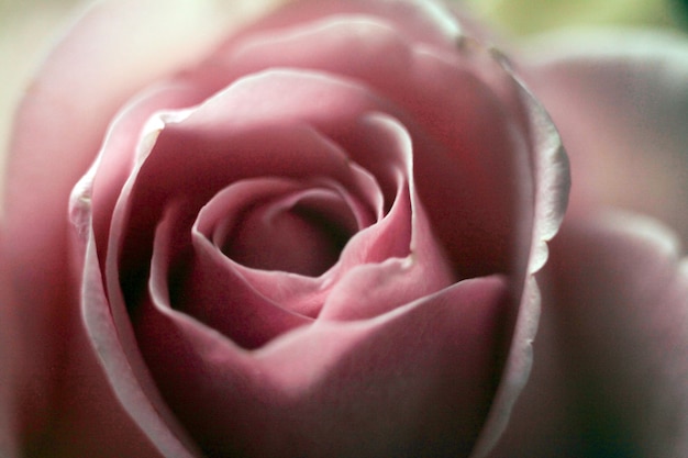 Sfondo floreale di rose in fiore rosa tenera, macrofotografia