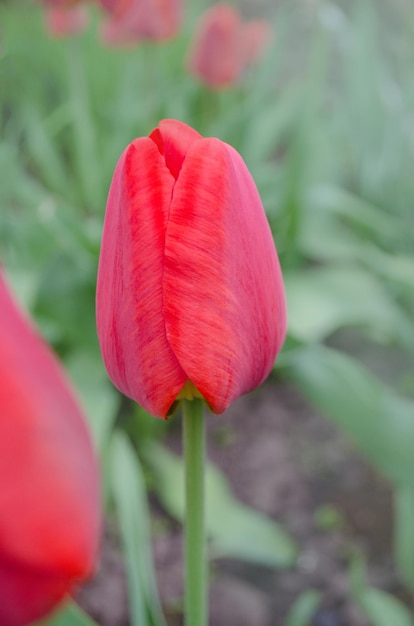 Sfondo floreale di tulipani rossi Tulipano rosso in fiore primaverile