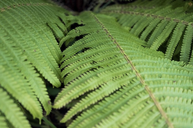 Sfondo floreale foglie di felce verde alzato