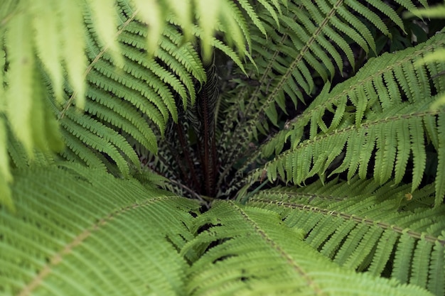 Sfondo floreale foglie di felce verde alzato