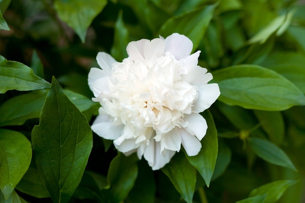 Sfondo floreale. foglie verdi e modello di peonie bianche. fiore di peonia bianca. Struttura leggera del fiore.