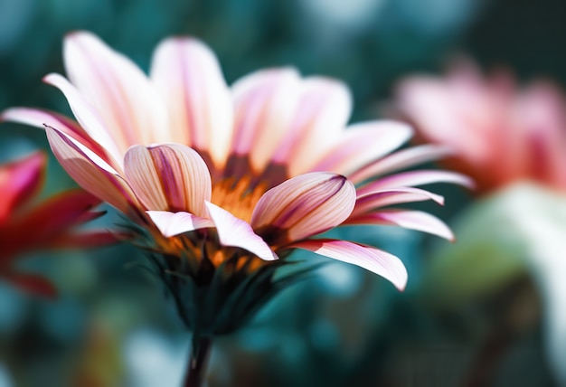 Sfondo floreale. Immagine sfocata astratta di fiori di gerbera