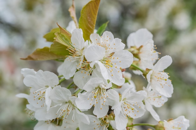 Sfondo floreale morbido con fragranti fiori di ciliegio, fiori primaverili