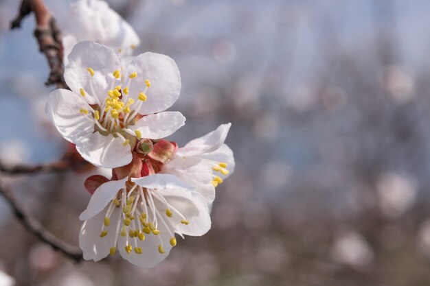 Sfondo floreale morbido. Fiore dell'albicocca sul ramo in primavera, fuoco selettivo