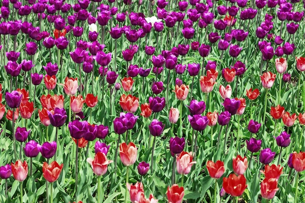 Sfondo floreale naturale con molti fiori luminosi