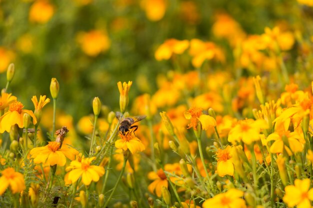 sfondo floreale naturale, piccoli fiori gialli sul campo. un'ape impollina un fiore.