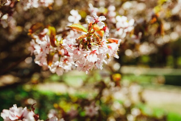 Sfondo floreale primaverile della natura Rami di prugna albicocca in fiore con messa a fuoco morbida su sfondo sfocato biglietto di auguri di Pasqua e primaveraAlberi in fiore di ciliegio