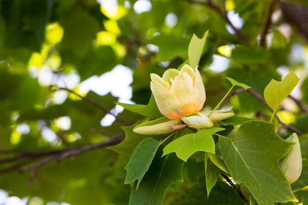 Sfondo floreale primaverile ed estivoCloseup Liriodendron messa a fuoco selettiva T