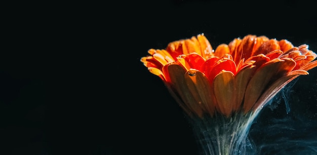 Sfondo floreale rugiada di fiori petali di arancio nero