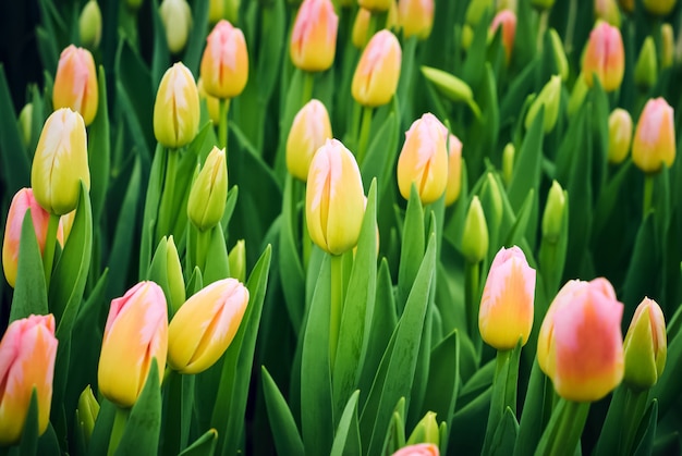 Sfondo floreale - tulipani rosa gialli brillanti non aperti in crescita