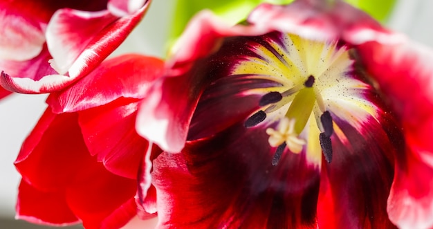 Sfondo floreale tulipano rosso petali di fiori macro fiori sullo sfondo per il design del marchio di vacanza