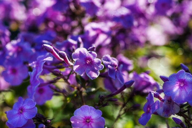 Sfondo flox floreale. Fiori lilla phlox fioriscono in estate nel giardino