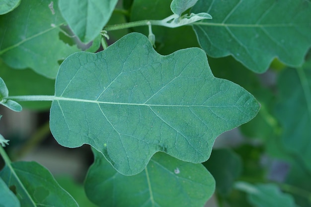 Sfondo foglia di melanzana in giardino