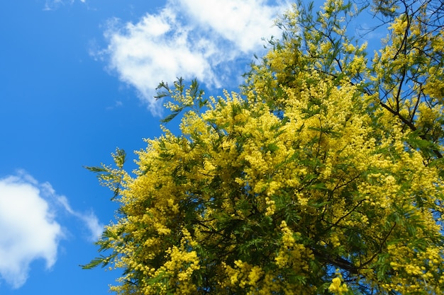 sfondo foglia e cielo