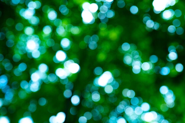 sfondo foglia verde foresta foglia verde su sfondo verde sfocato sfondo Bokeh sfondo natura verde sfondo Foglia verde in foresta foglie piante sfocato sullo sfondo
