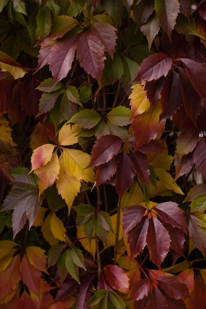 sfondo fogliame autunnale