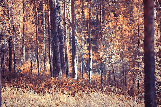 sfondo foglie gialle vista astratta / stagionale, foglie che cadono sfondo ottobre