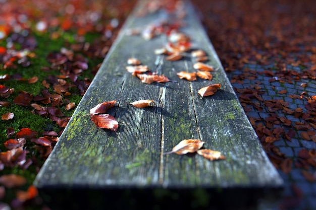 sfondo foglie in autunno su una tavola di legno